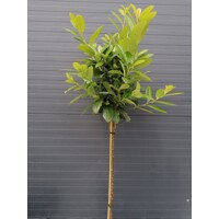 Vavrínovec lekársky - Prunus laurocerasus ´Ani´- na 90cm kmeni