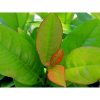 Vavrínovec lekársky - Prunus laurocerasus ´Ani´- na 90cm kmeni
