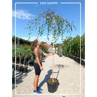Breza previsnutá - Betula pendula ´Youngii´- na 210cm kmeni