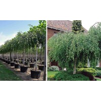 Breza previsnutá - Betula pendula ´Youngii´- na 210cm kmeni
