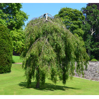 Breza previsnutá - Betula pendula ´Youngii´- na 210cm kmeni