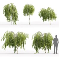 Breza previsnutá - Betula pendula ´Youngii´- na 210cm kmeni