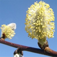 Vŕba rakytová - Salix caprea Pendula  Co5L  KM150