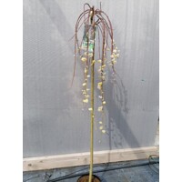 Salix caprea ´Pendula´ je menší okrasný strom s previsnutými konármi. Kvitne skoro na jar žltými jah