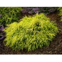 Cypruštek hrachonosý - Chamaecyparis pisifera 'Sungold' - 40+cm