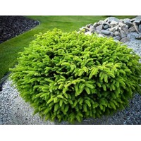 Smrek oby?ajný - Picea abies ´Nidiformis´- 20/25cm