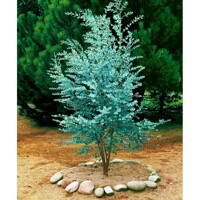 Eukalyptus gunniho - Eucalyptus gunnii ´Blue Ice´ Co1L 40/60