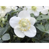 Helleborus Niger ´Christmas Carol´ P12