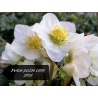 Helleborus Niger ´Christmas Carol´ P12