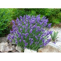 Levanduľa úzkolistá  -  Lavandula angustifolia 'Esence Purple'  P23 35/40