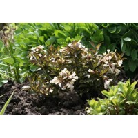 Vajgela kvetnatá  - Weigela florida 'Black and White' - 15/30cm