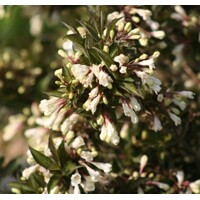 Vajgela kvetnatá  - Weigela florida 'Black and White' - 15/30cm