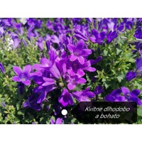 Campanula portenschlagiana 'Porto'  P11