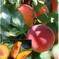 Broskyňa -  Prunus persica 'Harrow Beauty' - stredne skorá Co5L