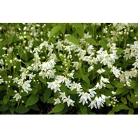 Trojpuk nežný - Deutzia gracilis ´Nikko´ - 20+cm