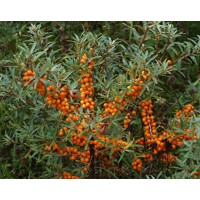 Rakytník rešetliakovitý SAMI?Í ? Hippophae rhamnoides ´Júlia´ Co2.5L