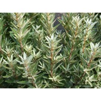 Rakytník rešetliakovitý SAMI?Í ? Hippophae rhamnoides ´Júlia´ Co2.5L