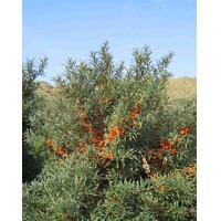 Rakytník rešetliakovitý SAMI?Í ? Hippophae rhamnoides ´Júlia´ Co2.5L