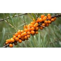 Rakytník rešetliakovitý SAMI?Í ? Hippophae rhamnoides ´Júlia´ Co2.5L