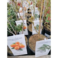 Rakytník rešetliakovitý SAMI?Í ? Hippophae rhamnoides ´Júlia´ Co2.5L