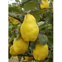 Dula podlhovastá - Cydonia oblonga 'Portugal'