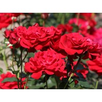 Ruža popínavá - Rosa ´Nina Weibull´ - červená Co4L