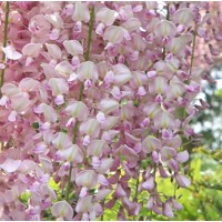 Vistéria japonská - Wisteria floribunda 'Rosea' Co3L