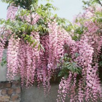 Vistéria japonská - Wisteria floribunda 'Rosea' Co3L