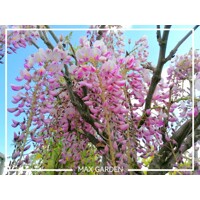 Vistéria japonská - Wisteria floribunda 'Rosea' Co3L