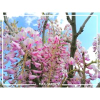 Vistéria japonská - Wisteria floribunda 'Rosea' Co3L