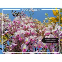Vistéria japonská - Wisteria floribunda 'Rosea' Co3L