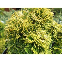 Cypruštek tupolistý  - Chamaecyparis obtusa ''Aurora'' - na 1/4 kmeni