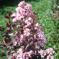 Myrta krepová sv.ružová - Lagerstroemia indica ´Rhapsody Pink´ Co10L 20/30