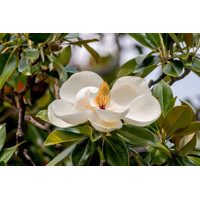 Magnólia veľkokvetá - Magnolia grandiflora ´Little Gem´ Co18L  80/100