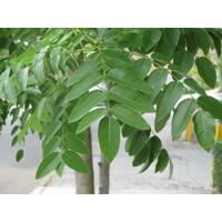 Sofora japonská - Sophora japonica ´Pendula´ KM150