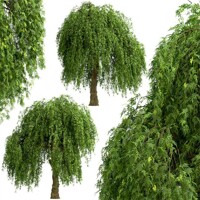 Sofora japonská - Sophora japonica ´Pendula´ KM150