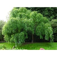 Sofora japonská - Sophora japonica ´Pendula´ KM150