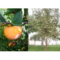 Ebenovník raj?iakový  - Diospyros kaki - Hurmi Kaki ´Tipo´ - na 80cm kmeni