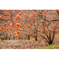 Ebenovník raj?iakový  - Diospyros kaki - Hurmi Kaki ´Tipo´ - na 80cm kmeni