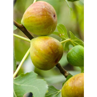 Figovník - Ficus carica ´Brogiotto Bianco´- 35/45cm