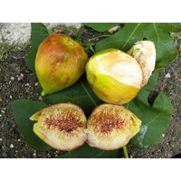 Figovník - Ficus carica ´Brogiotto Bianco´- 35/45cm