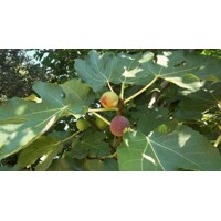 Figovník - Ficus carica ´Brogiotto Bianco´- 35/45cm