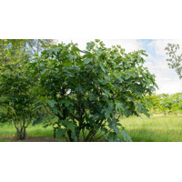 Figovník - Ficus carica ´Brogiotto Bianco´- 35/45cm