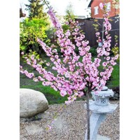 Mand?a okrasná - Prunus triloba - na 60cm kmeni