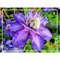 Plamienok - Clematis 'Multi Blue' - 60/80cm