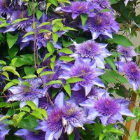 Plamienok - Clematis 'Multi Blue' - 60/80cm