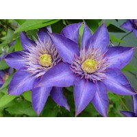 Plamienok - Clematis 'Multi Blue' - 60/80cm