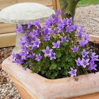 Campanula portenschlagiana 'Nina'  P10,5