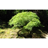 Javor dla?olistý - Acer palmatum  'Dissectum Viridis' - na 80cm kmeni