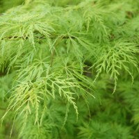Javor dla?olistý - Acer palmatum  'Dissectum Viridis' - na 80cm kmeni